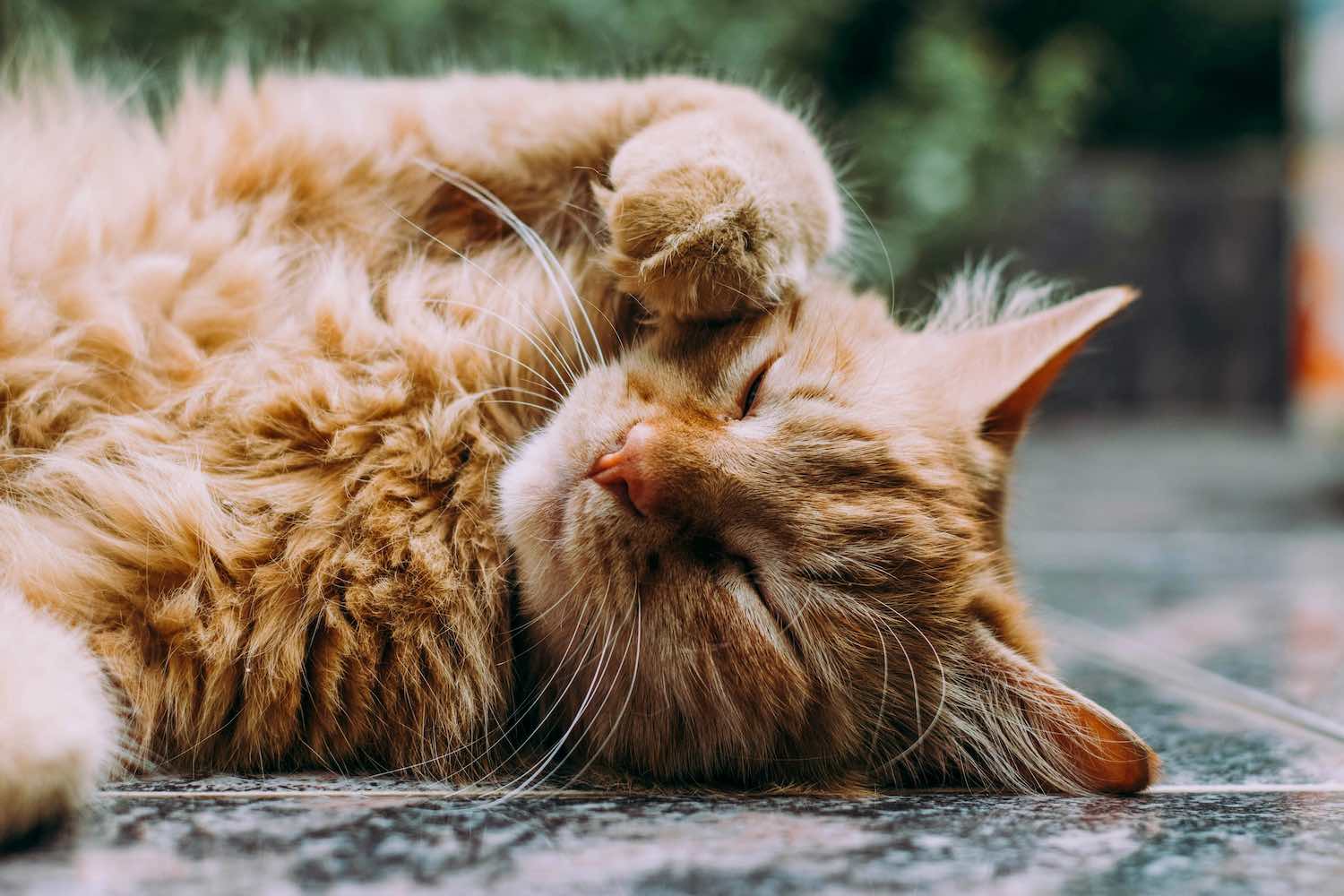 Tierhaare