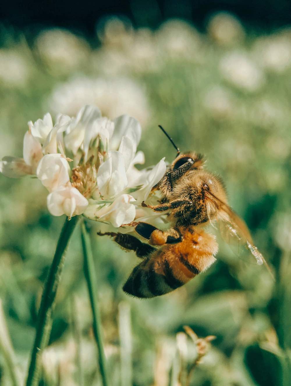 Insektengift