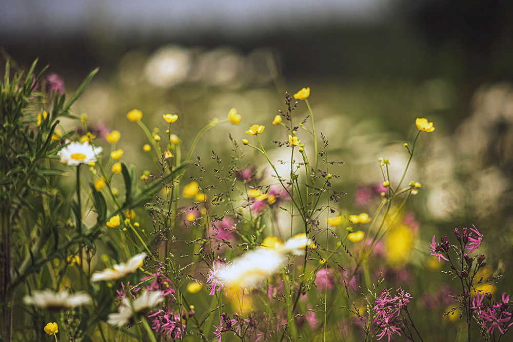 Pollen und Gräser – häufige Allergieauslöser